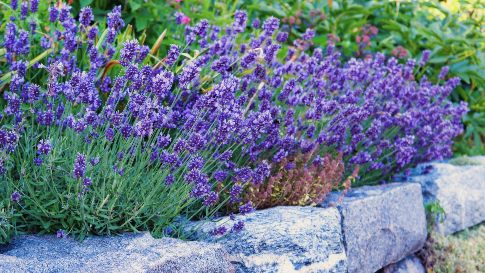 A shot of a composition of various herbal plants developing along a border in a well lit area outdoors