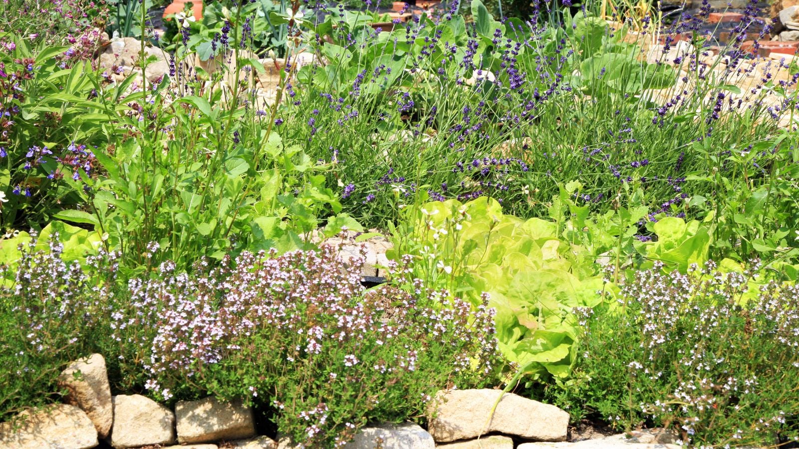 A shot of a composition of various plants, flowers, crops, and herbal plants in a well lit area outdoors