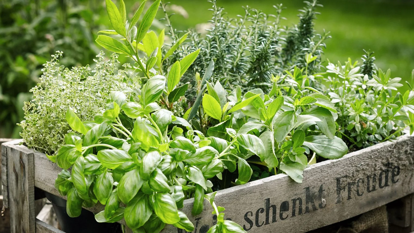 A shot of a crate with several different varieties of plants in a well lit area outdoors