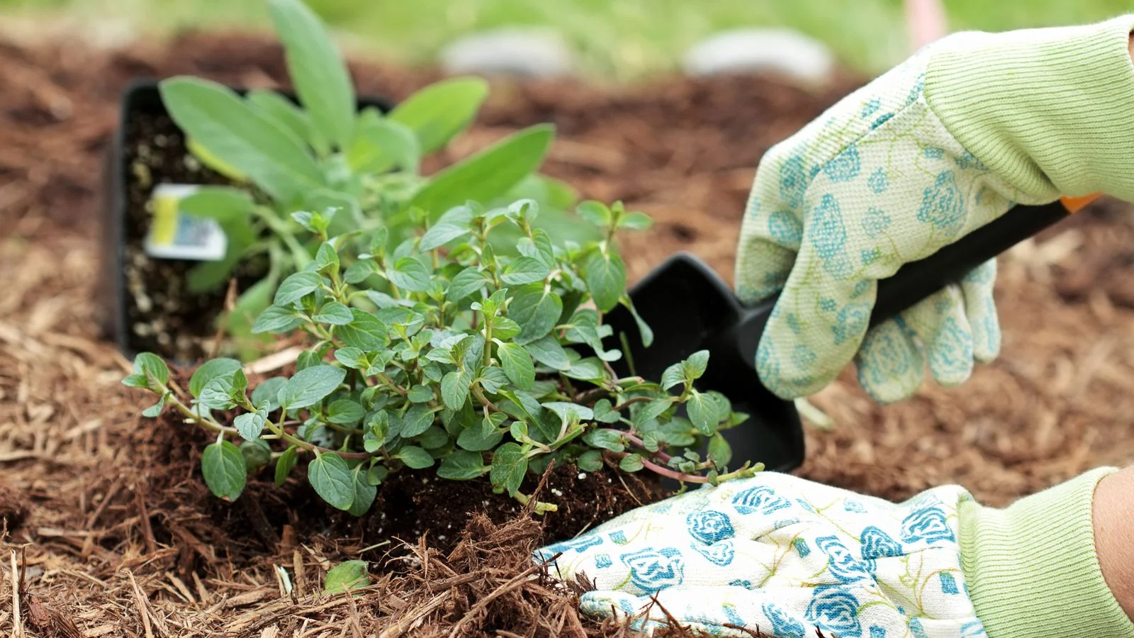 A shot of a person applying mulch to a developing chocolate mint plant in a well lti area outdoors