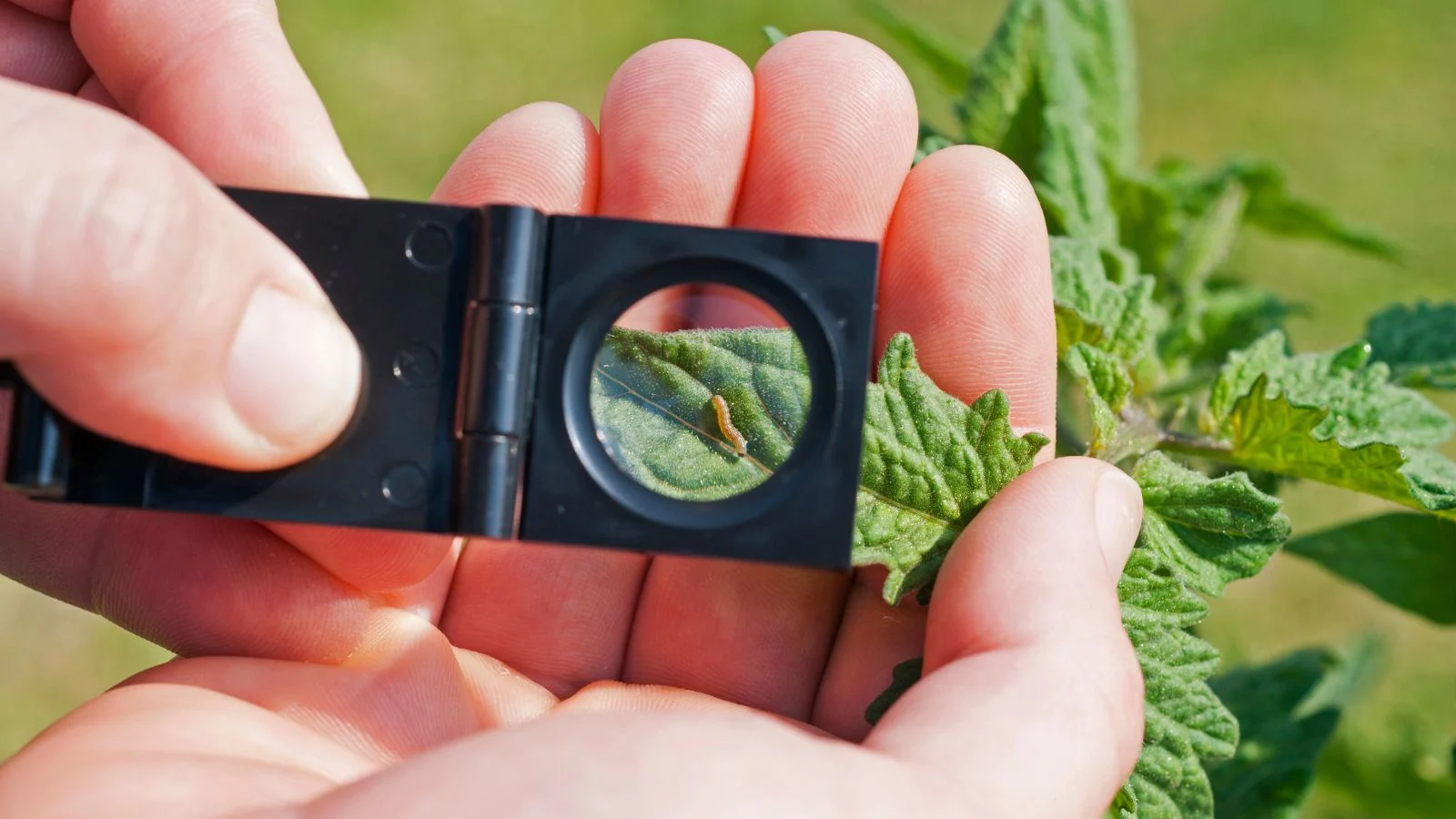 A shot of a person's hand scouting for pests on developing plants