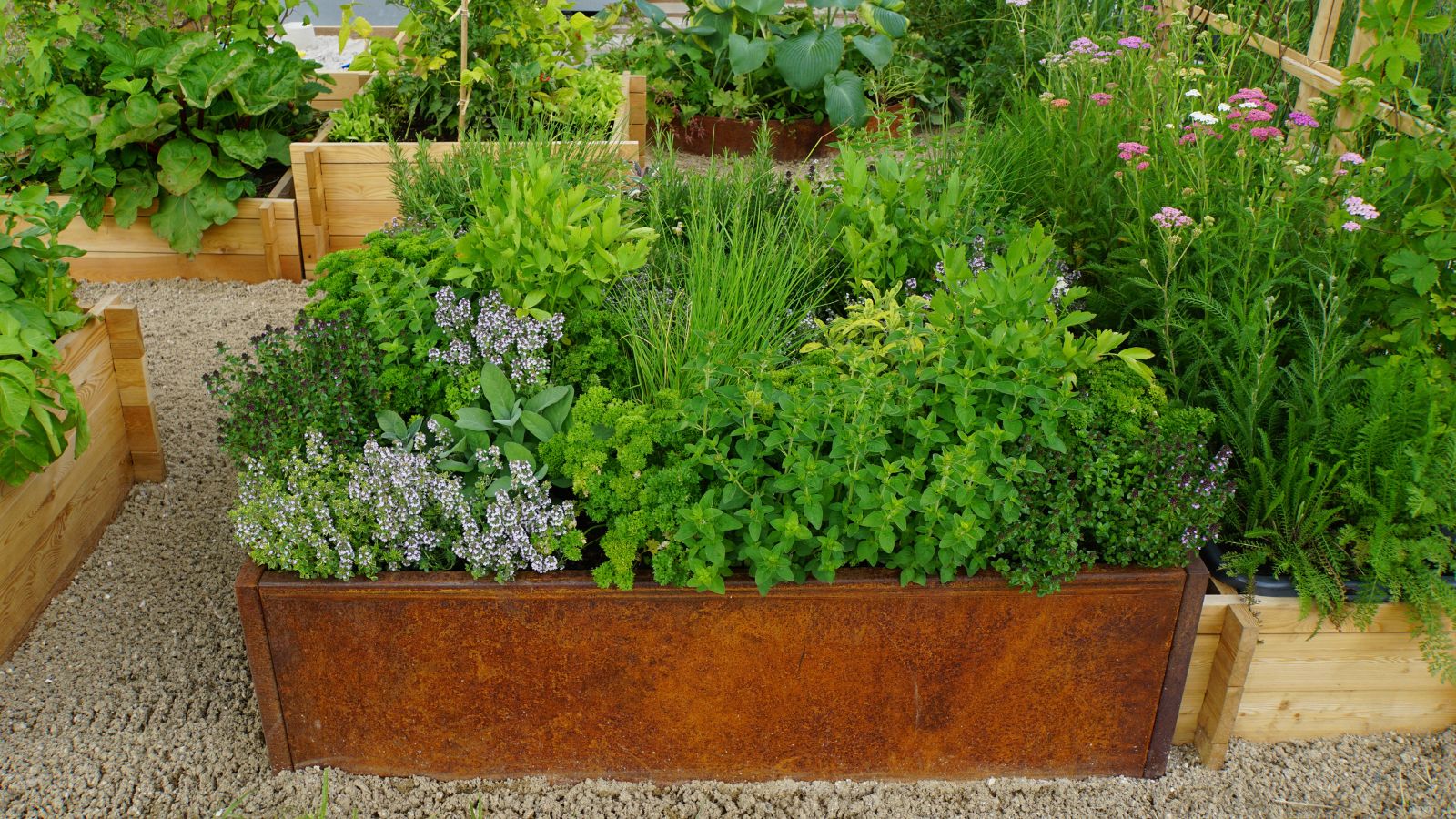 A shot of a raised bed filled with developing herbal plants in a well lit area outdoors