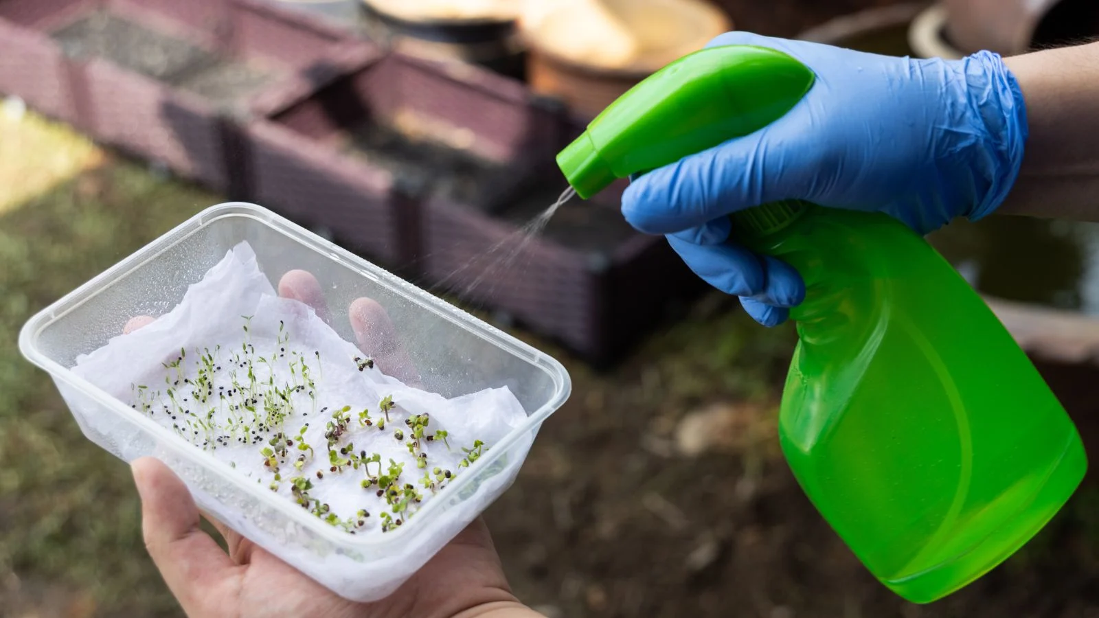 A shot of an ovule germination method where a person wearing blue gloves and is using a green spray bottle to water germination ovules of a plant in paper towels inside a plastic container in an area outdoors.