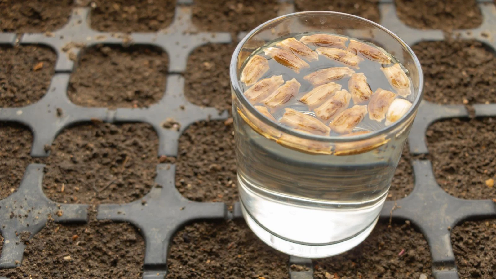 A shot of germs of a plant being drenched in a glass of water placed on top of a tray with soil in a well lit area.