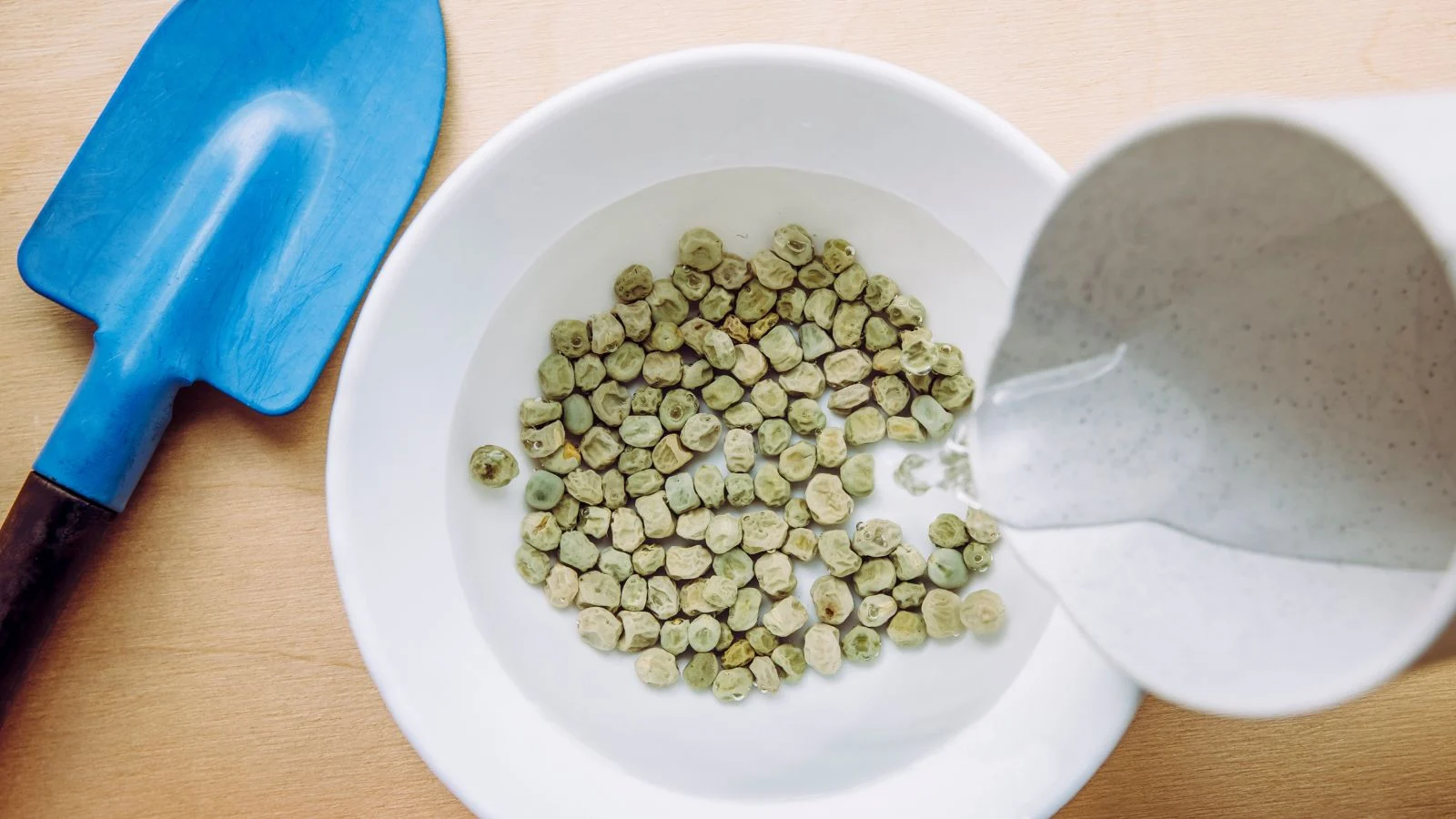 A top-view shot of germs of green peas placed in a white bowl being submerged in water with a small blue garden shovel beside it, all placed on top of a wooden surface in a well lit area