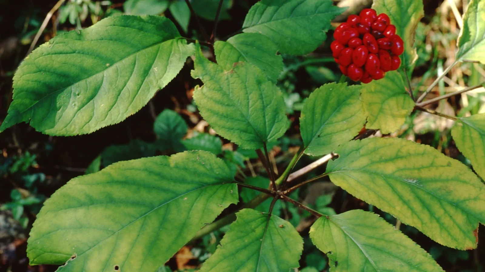 A close-up of American Ginseng showcases its distinctive leaves and a vibrant cluster of red berries, highlighting its botanical features. The intricate details reveal the plant's natural beauty and its significance in traditional medicine and herbal remedies.
