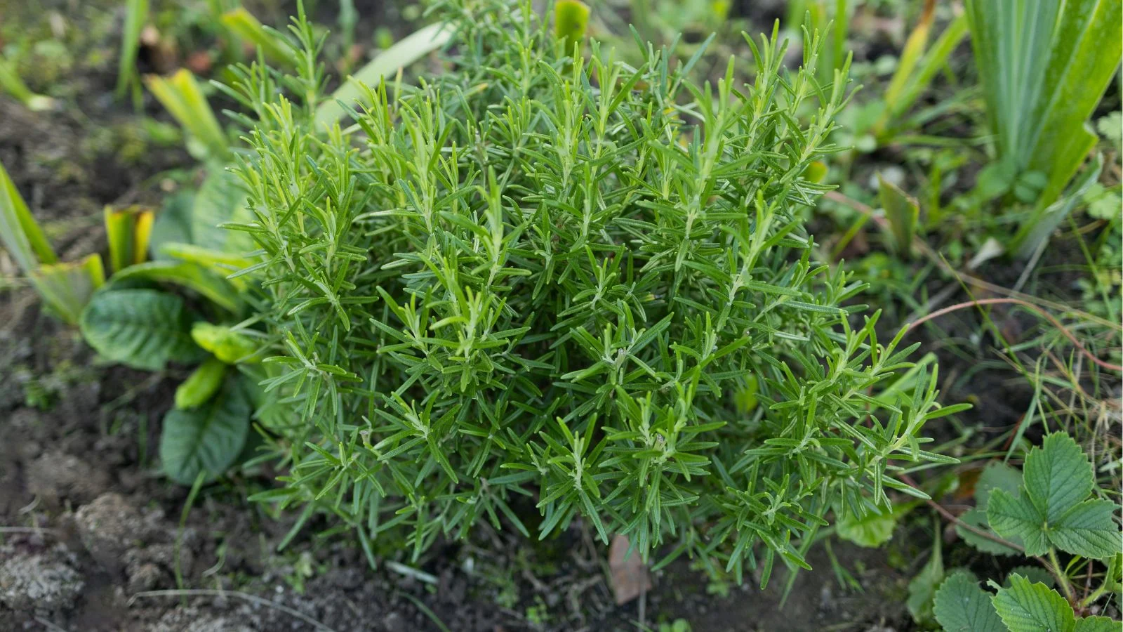 An overhead shot of a developing rosemary plant on soil ground outdoors