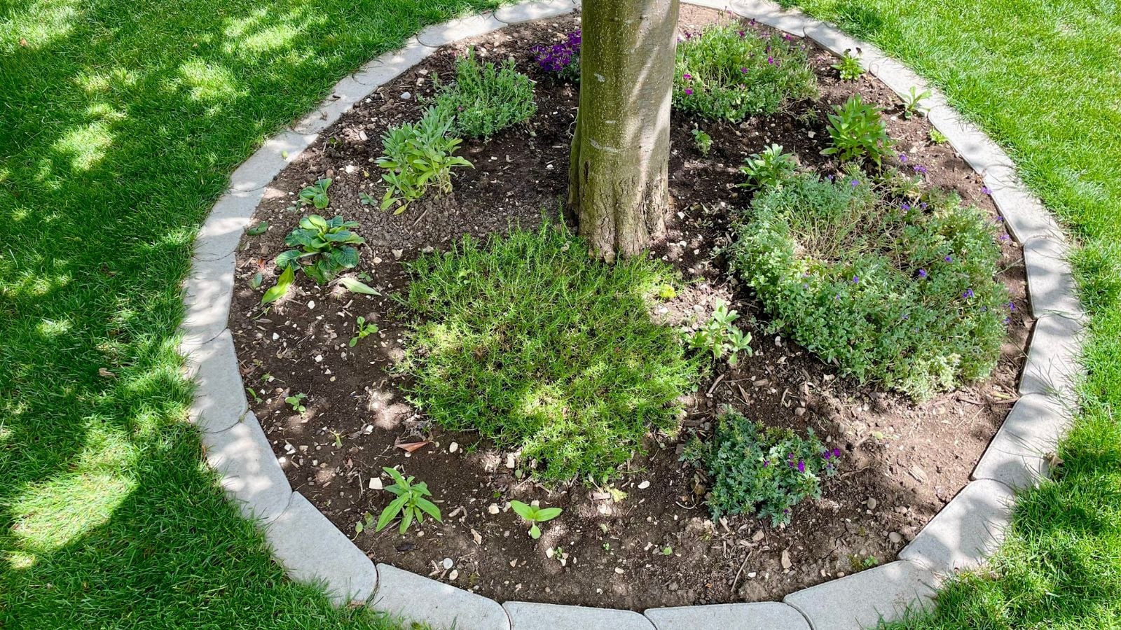 An overhead shot of a tree well with several developing plants beside it