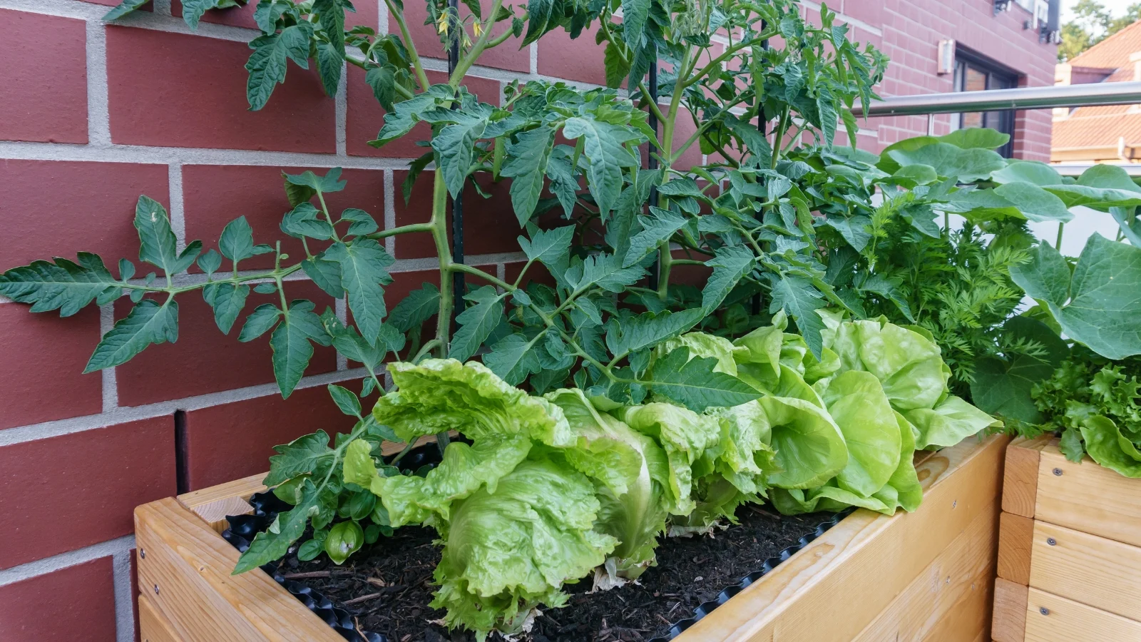 Leaves contrast against deep green tomato foliage, both flourishing in a wooden raised bed.