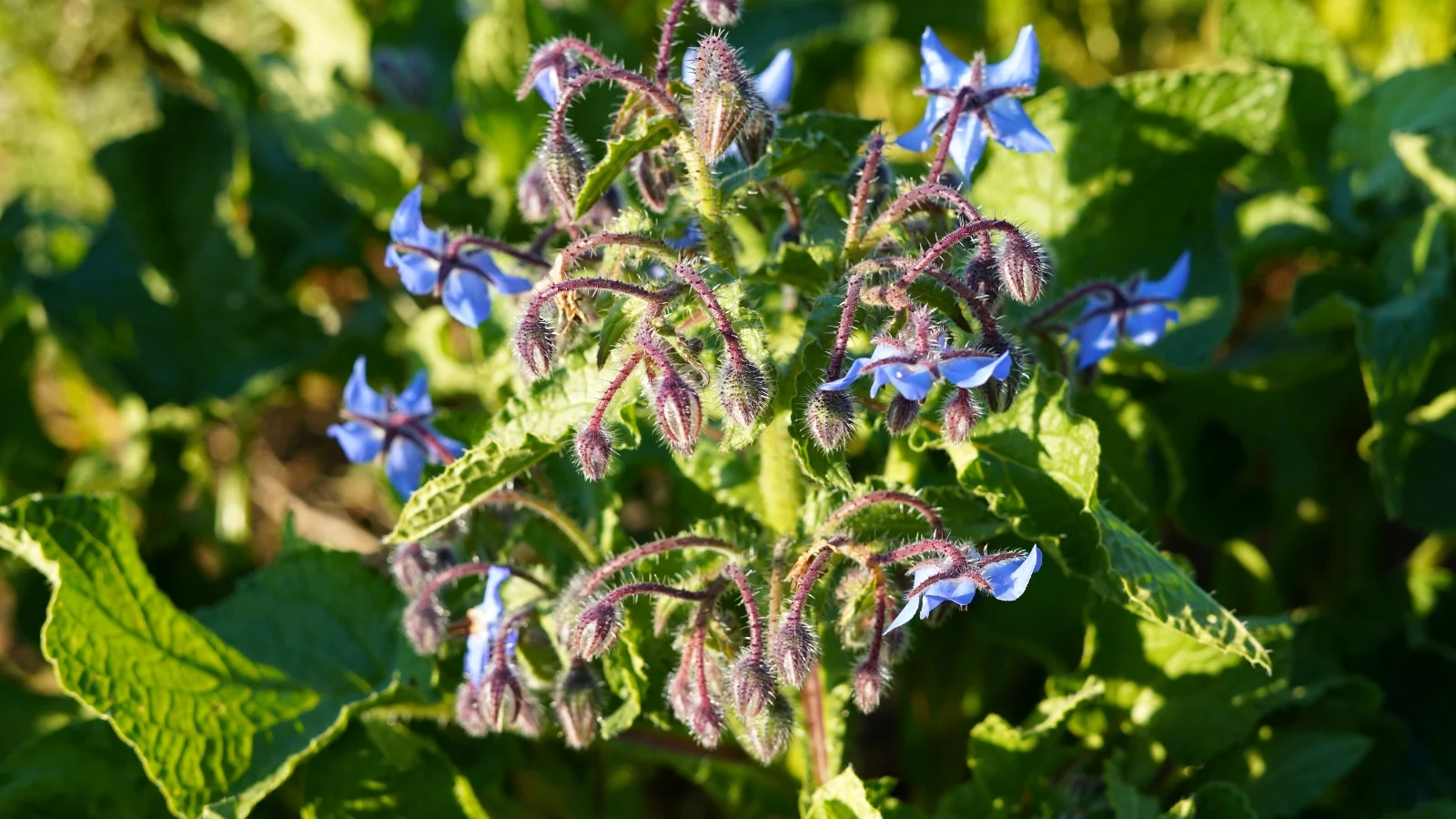 Close-up of a blooming Borage in a sunny garden. The leaves are alternate, oval-shaped, and a vibrant green color, with prominent hairs that give them a slightly prickly texture. Borage plants produce small, star-shaped flowers in shades of blue, which emerge in clusters along the stems.