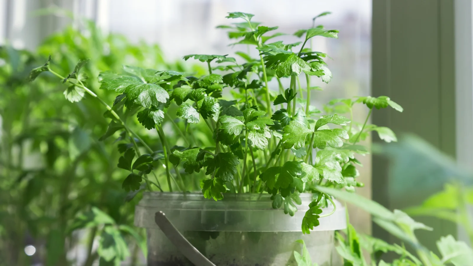 Fresh Petroselinum crispum with dense, feathery leaves growing in a clear container under bright light.