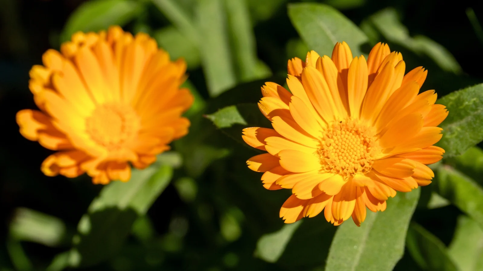 Two bright orange, daisy-like flowers with tightly packed centers and slightly ruffled petals are softly framed by green leaves.