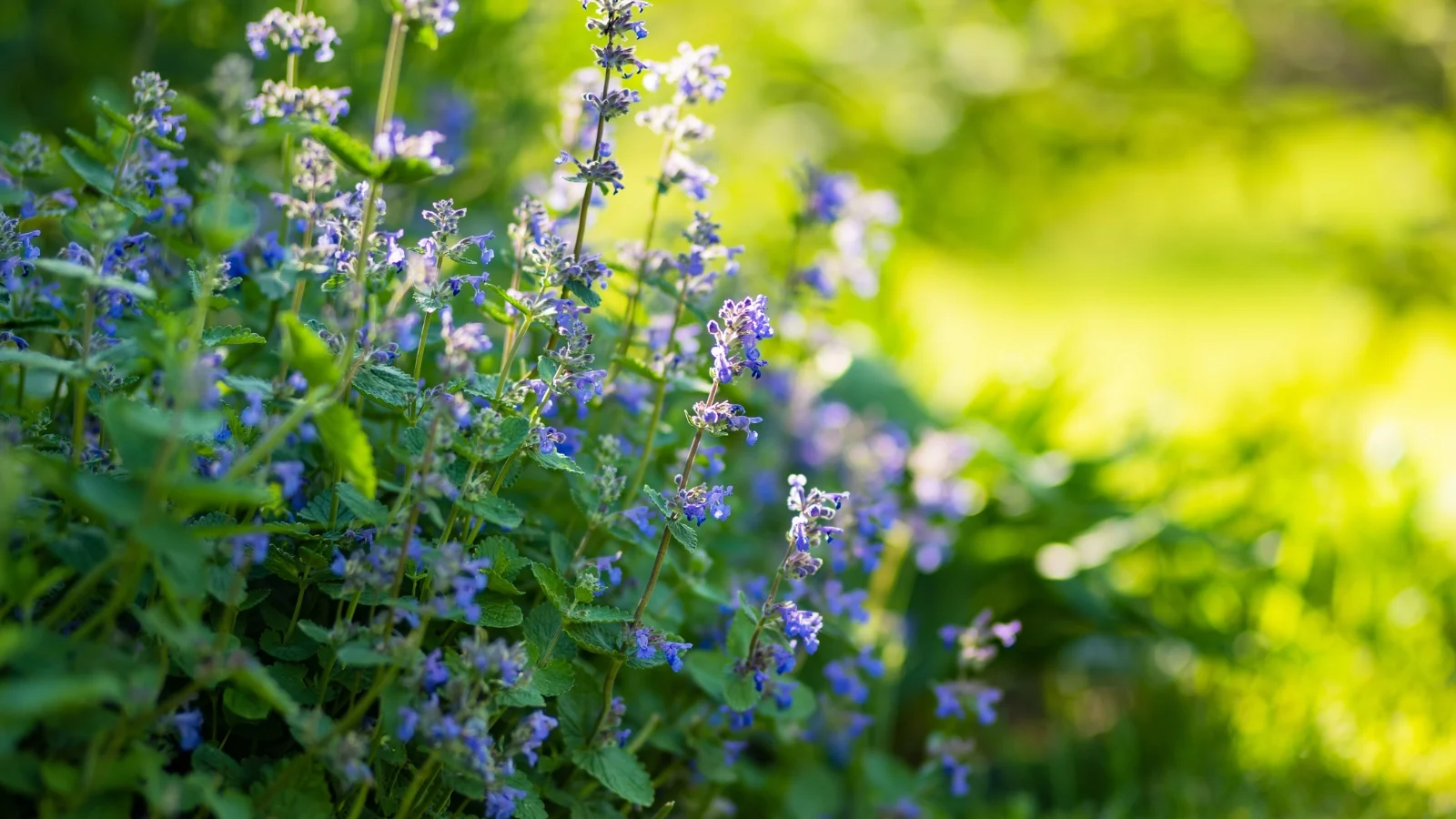 A close-up of a catnip plant featuring vibrant leaves and delicate purple flowers. The background, blurred in sunlight, hints at lush greenery, creating a serene atmosphere for the playful herbal plant.