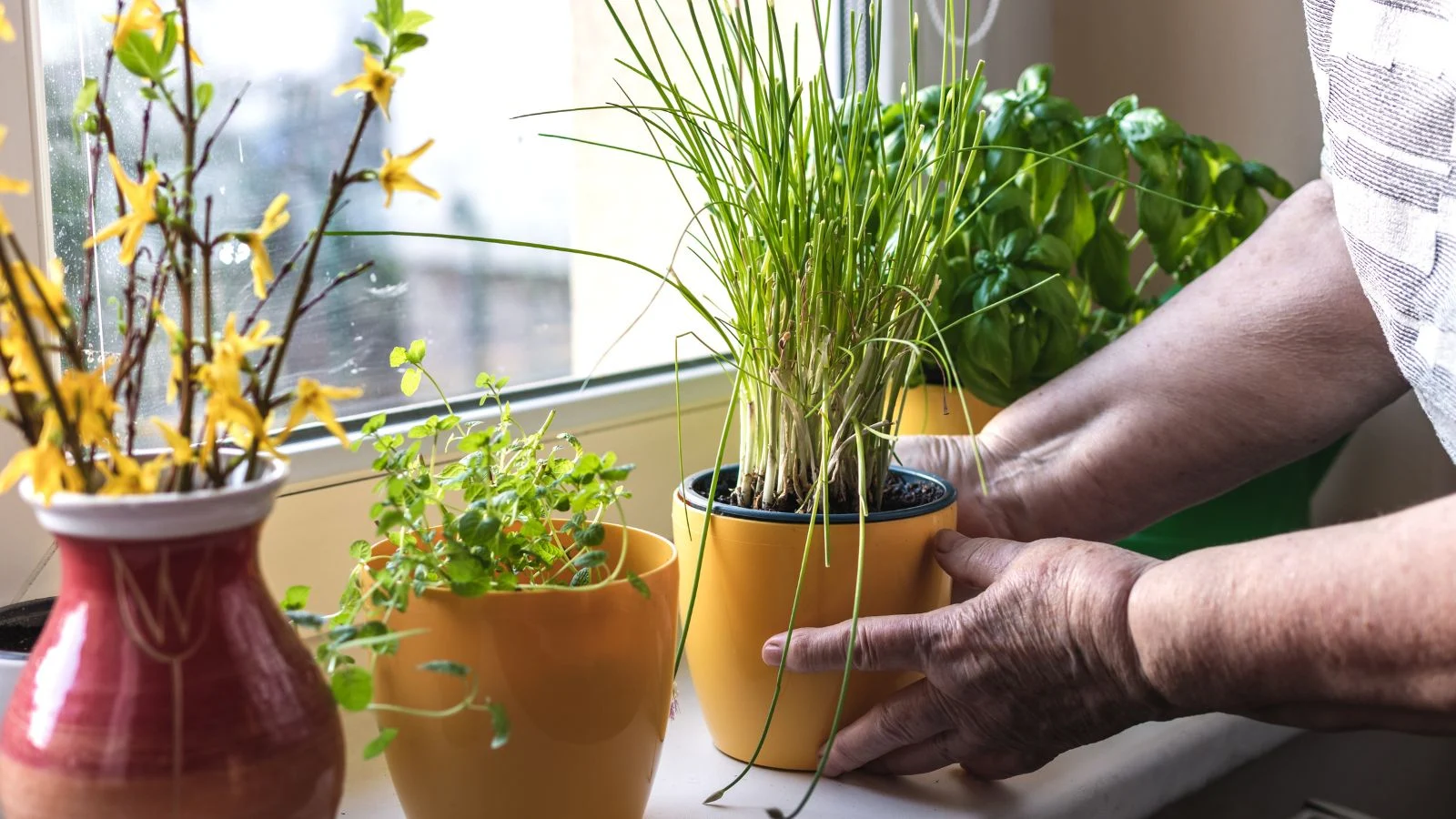 A person holding a small pot of Allium schoenoprasum appearing to have long green leaves and a pale base, being placed near the window