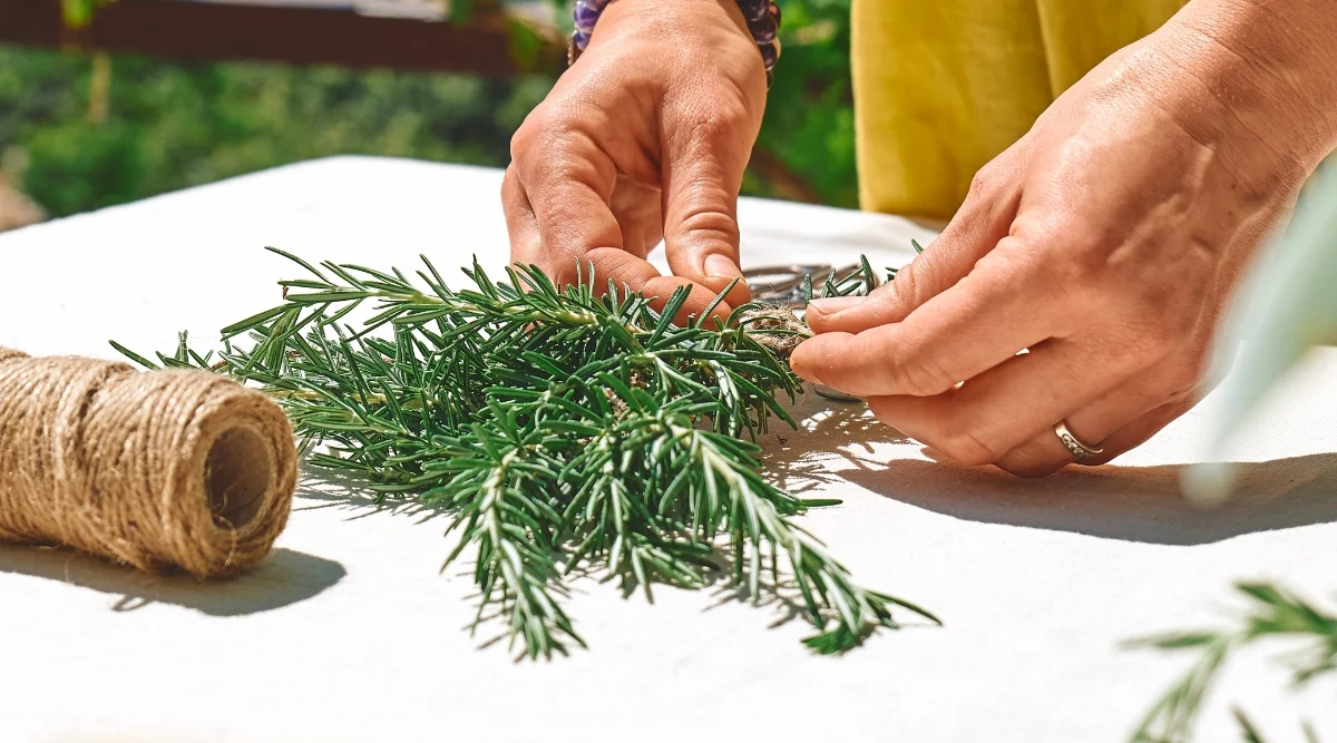 A hand delicately arranges vibrant green thyme on a pristine white table, preparing it for the drying process. The green herb stands out against the clean surface, awaiting meticulous cleaning before transitioning to the next stage. Adjacent, a brown holder made of recyclable brown string awaits its purpose.