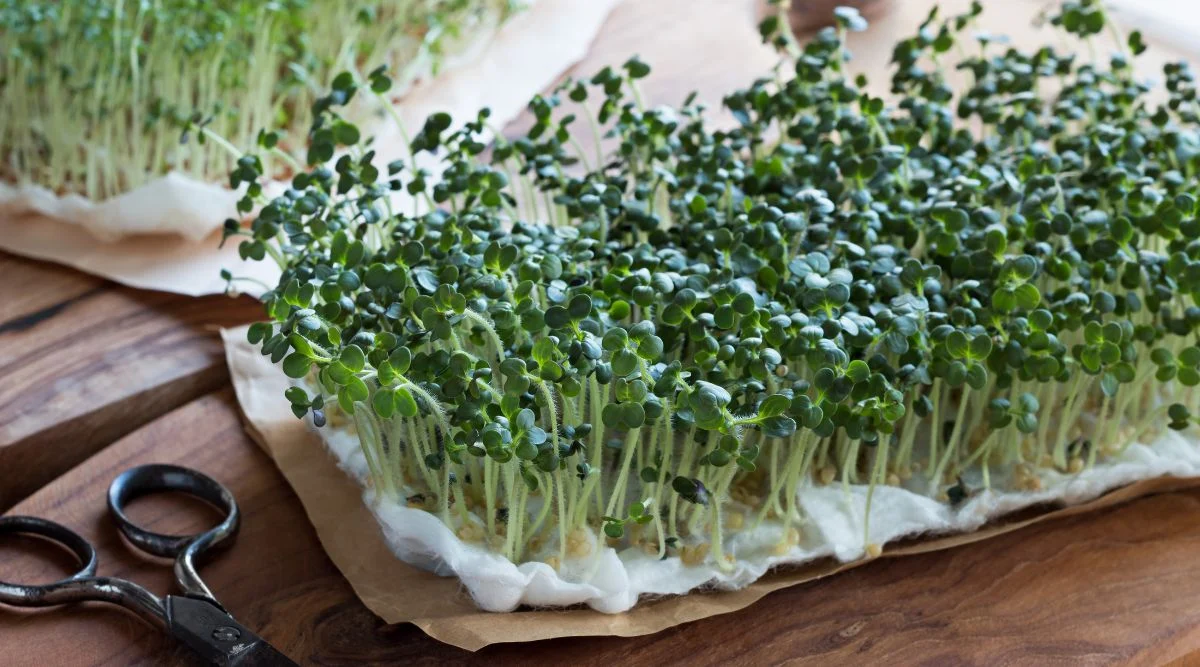 Dark green sprouts growing on a cloth-like material placed on brown paper on a wooden table with a pair of scissors beside it