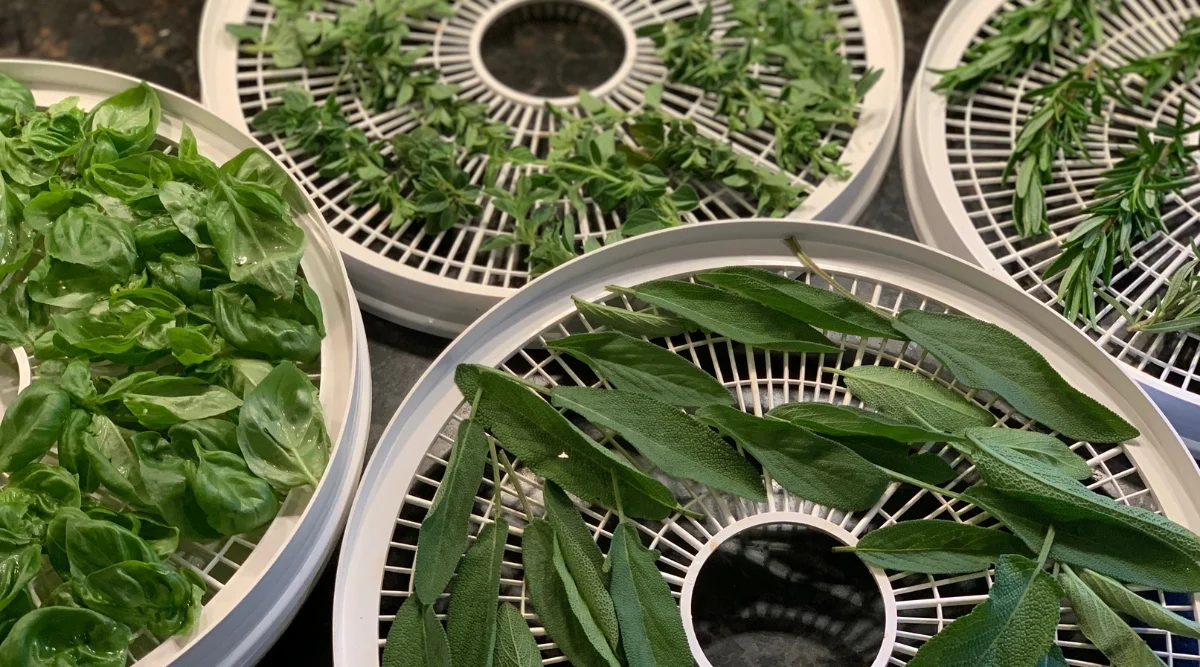 A close-up of fresh green leaves of various herbs carefully positioned on top of food dehydrators. The dehydrators promise to swiftly transform the lush foliage into dried herbs, preserving their flavors and enhancing culinary creations with aromatic intensity.