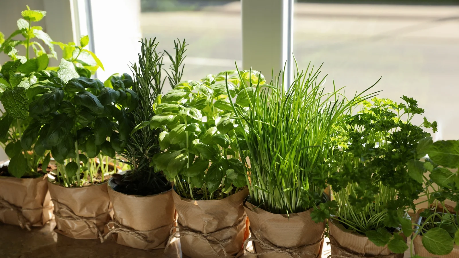 Brown paper pots arranged neatly along a white windowsill display a vibrant assortment of herbal plants, each pot brimming with life. The sun filters gently through the window, casting a warm glow that nourishes the delicate greenery.