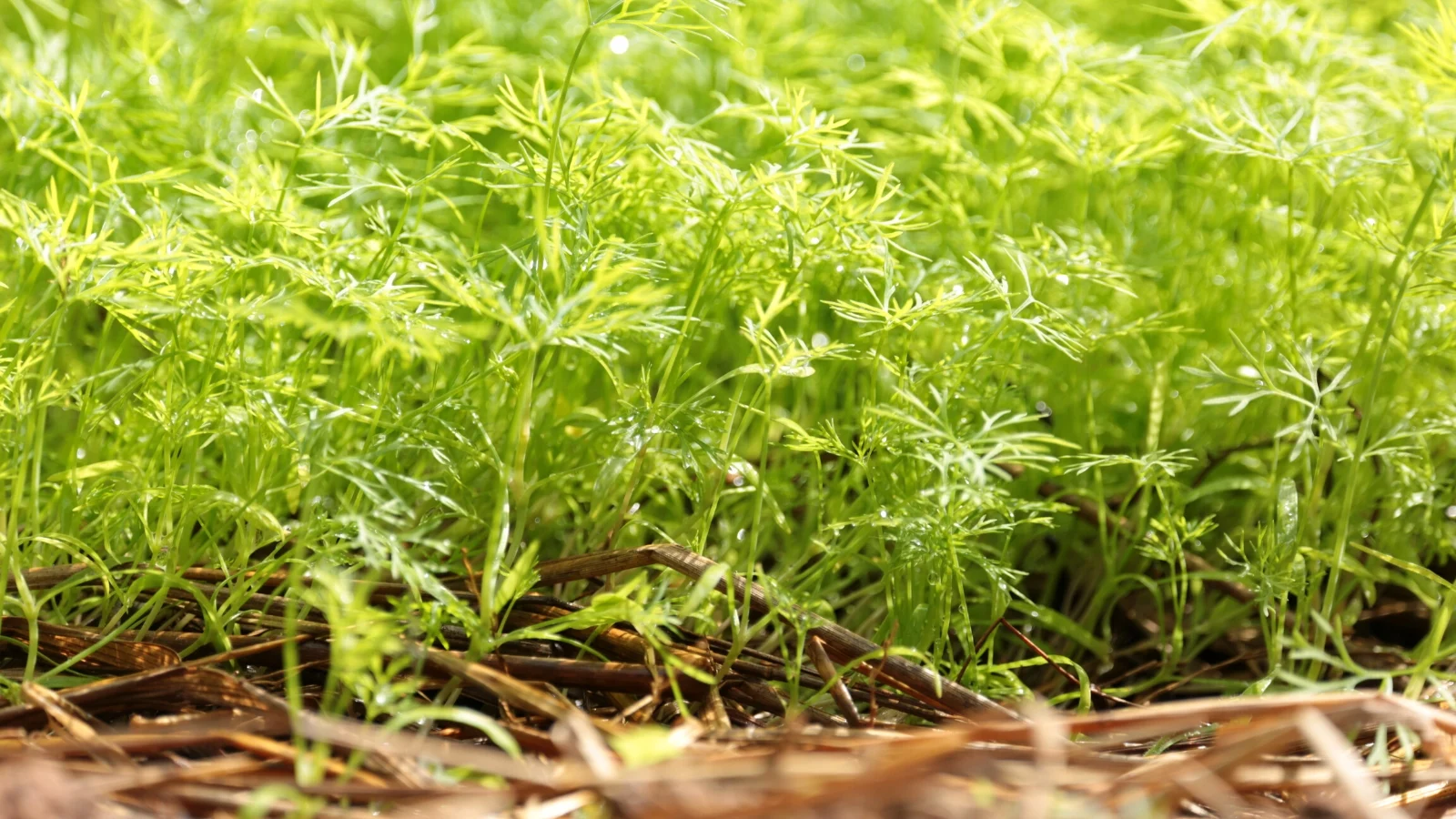 Close-up of Dill growing in a sunny garden. Dill is characterized by its feathery and delicate foliage, consisting of finely divided, thread-like leaves that grow in clusters atop thin, hollow stems. The leaves are bright green.