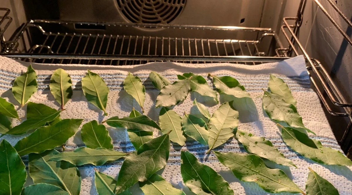 Inside a warm oven, basil leaves are carefully arranged on a white paper tissue, undergoing the gentle process of drying. The aromatic herbs are being preserved, as their vibrant green colors transform into a rich, earthy tone.