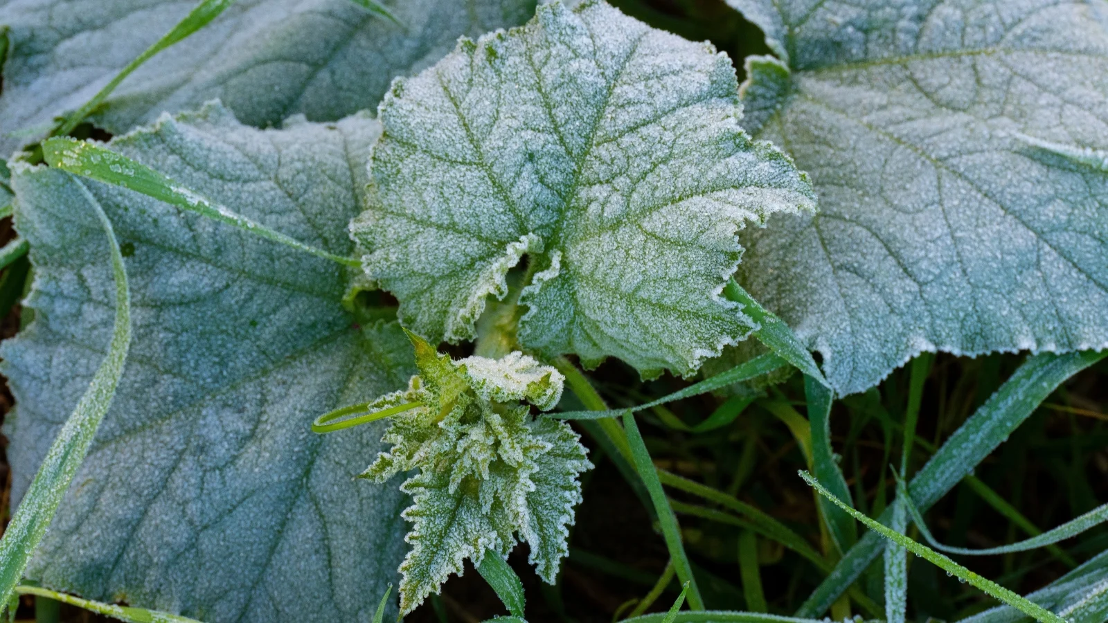 A cluster of large, heart-shaped leaves with a textured surface covered in a fine, silvery layer, with tiny hairs lining the edges.