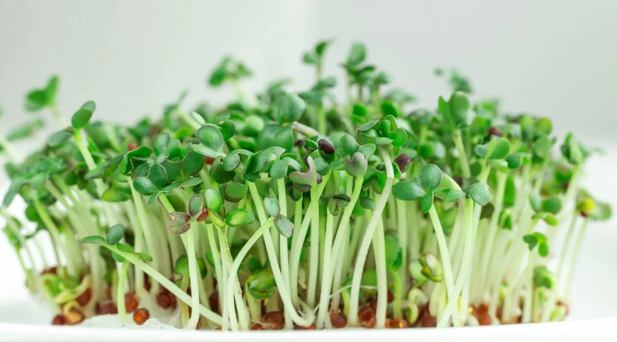 Small sprouts with vivid green color and light green stems, having hollow seed casings scattered all over the roots and leaves