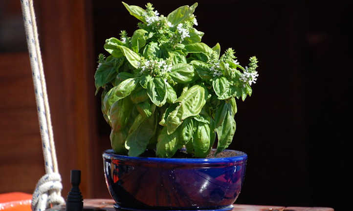 Growing basil indoors