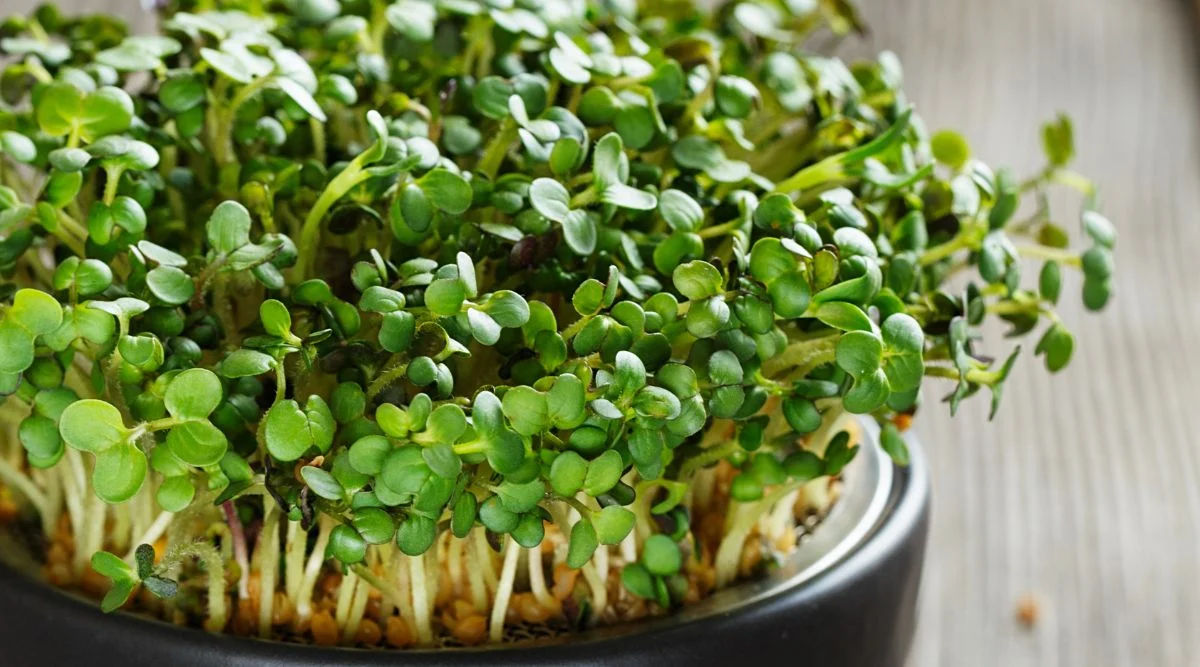 Tiny sprouts of a plant with rounded leaves with vivid green color contained in a black pot with a brown wooden surface in the background