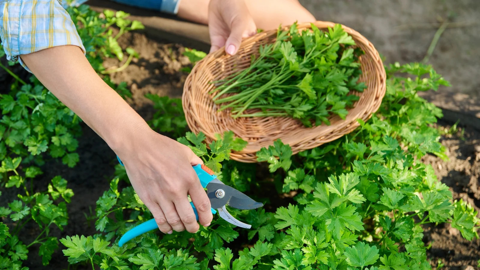 A hand using scissors to cut Petroselinum crispum leaves, collecting them in a woven basket.
