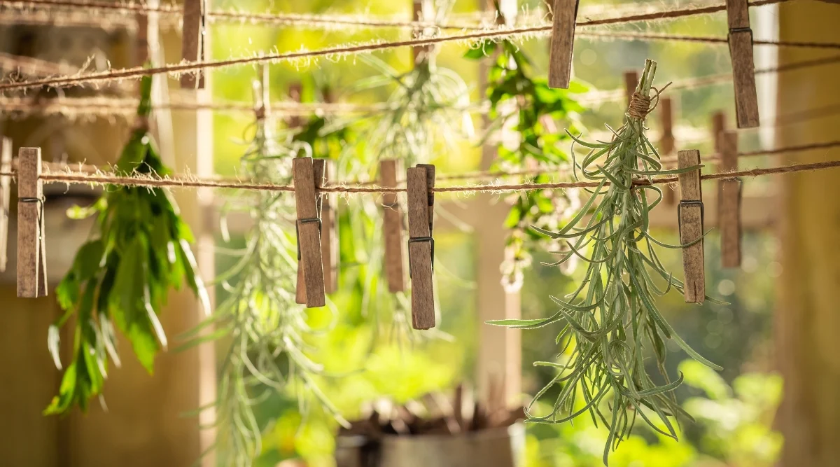 In a garden ambiance, fresh herb stems are suspended on laundry lines using wooden clips. The rustic scene captures the essence of natural preservation, where the herbs gracefully hang to dry, embracing the tranquility of the outdoor setting.