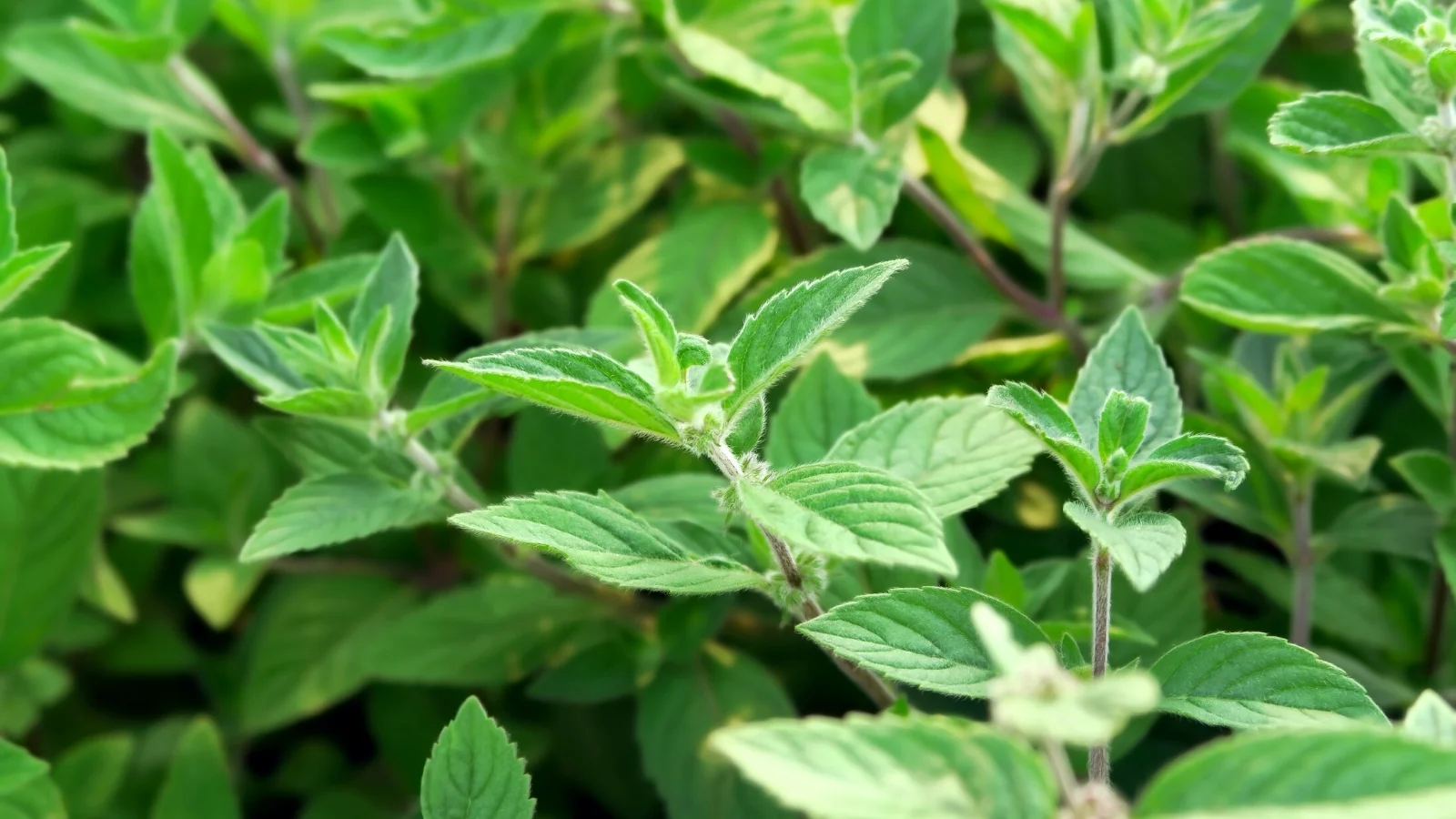 Close-up of Mint in a sunny garden. Mint is characterized by its fast-growing and vigorous habit. The leaves are small, oval-shaped, and toothed, with a hairy texture and a refreshing, minty scent.