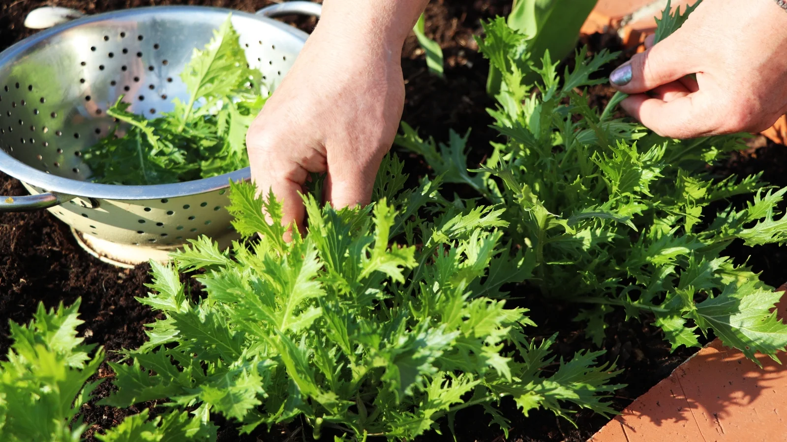 Thin green stems with deeply serrated leaves being harvested by hand in a garden bed.