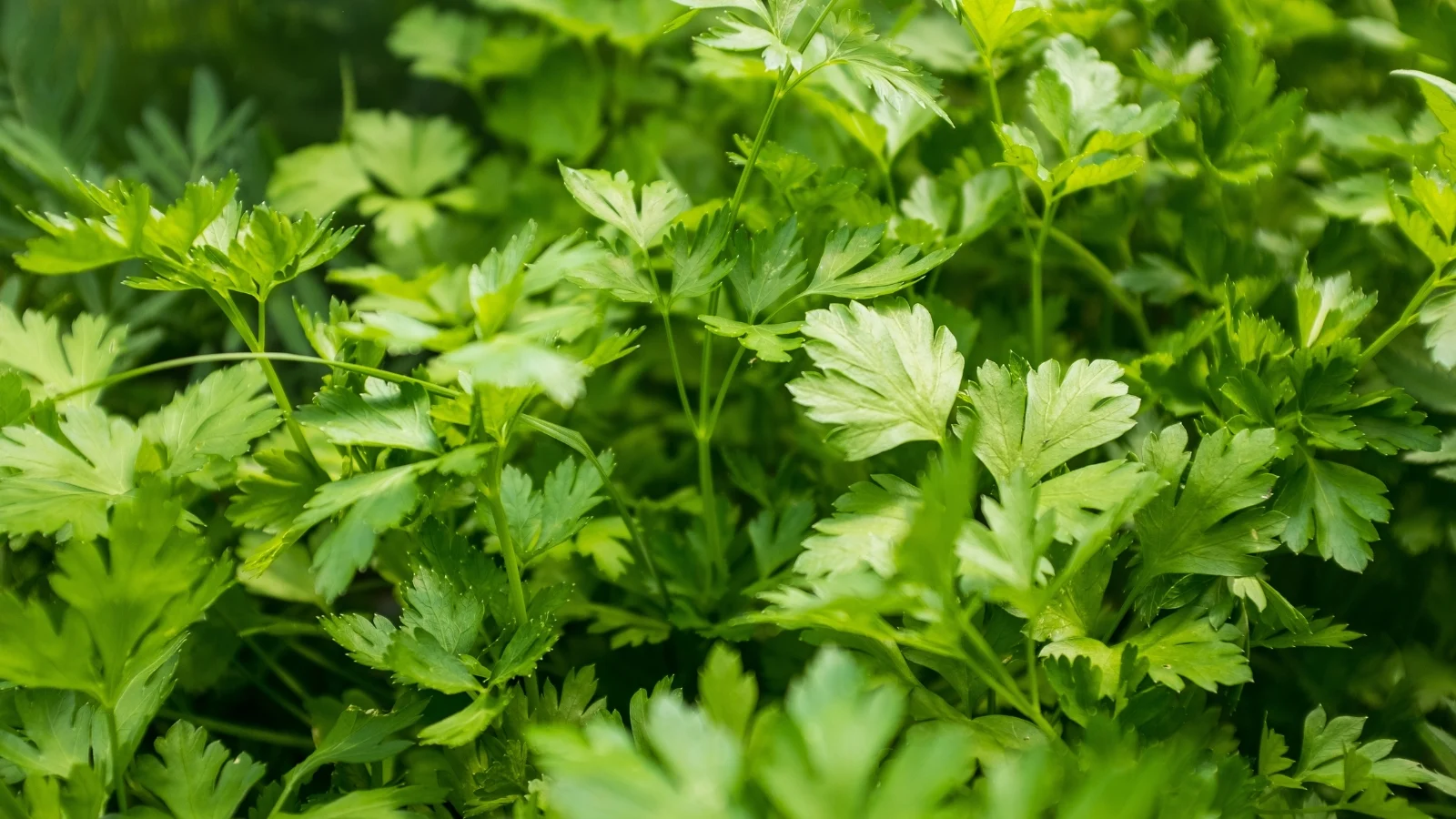 Close-up of Parsley in the garden. Parsley is characterized by its lush and bushy growth habit, featuring bright green, deeply divided leaves that grow in dense clusters atop slender, erect stems.The leaves have a serrated edge and a smooth, glossy texture.
