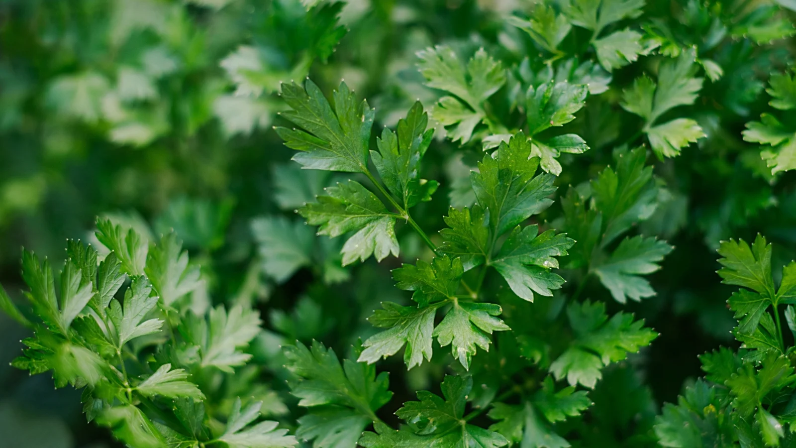 Fresh clusters of lush, vibrant green leaves, flat and with jagged, split edges, thrive on slender stems.