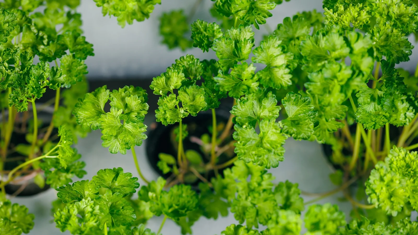 Flat green leaves with frilled edges grow densely from thin stems in a compact rosette.