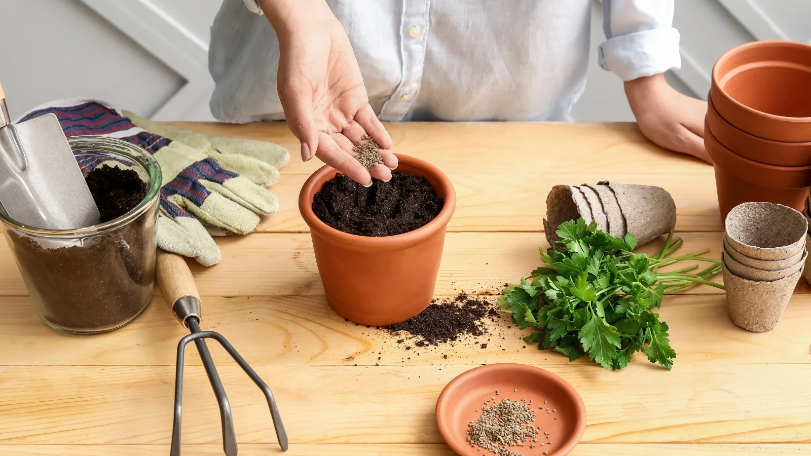 Hands filling a small terra cotta pot with soil, placing fresh Petroselinum crispum sprigs beside it.