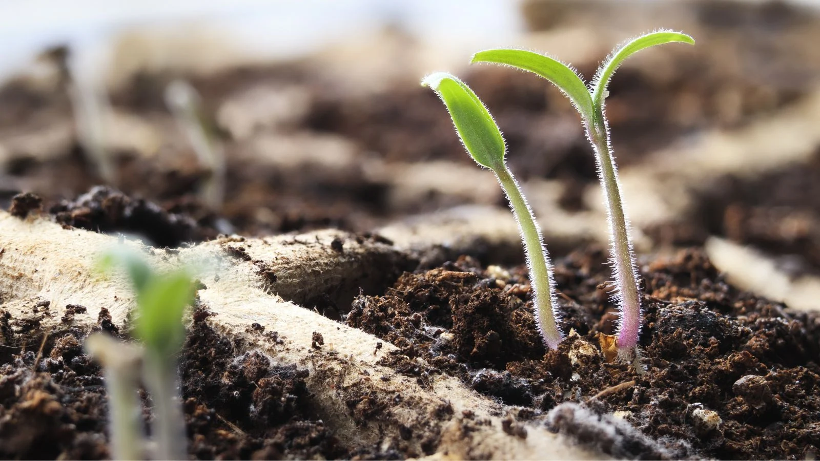 Tiny and dainty young plant emerge from dark brown soil planted in divide sections in tray placed near a light source