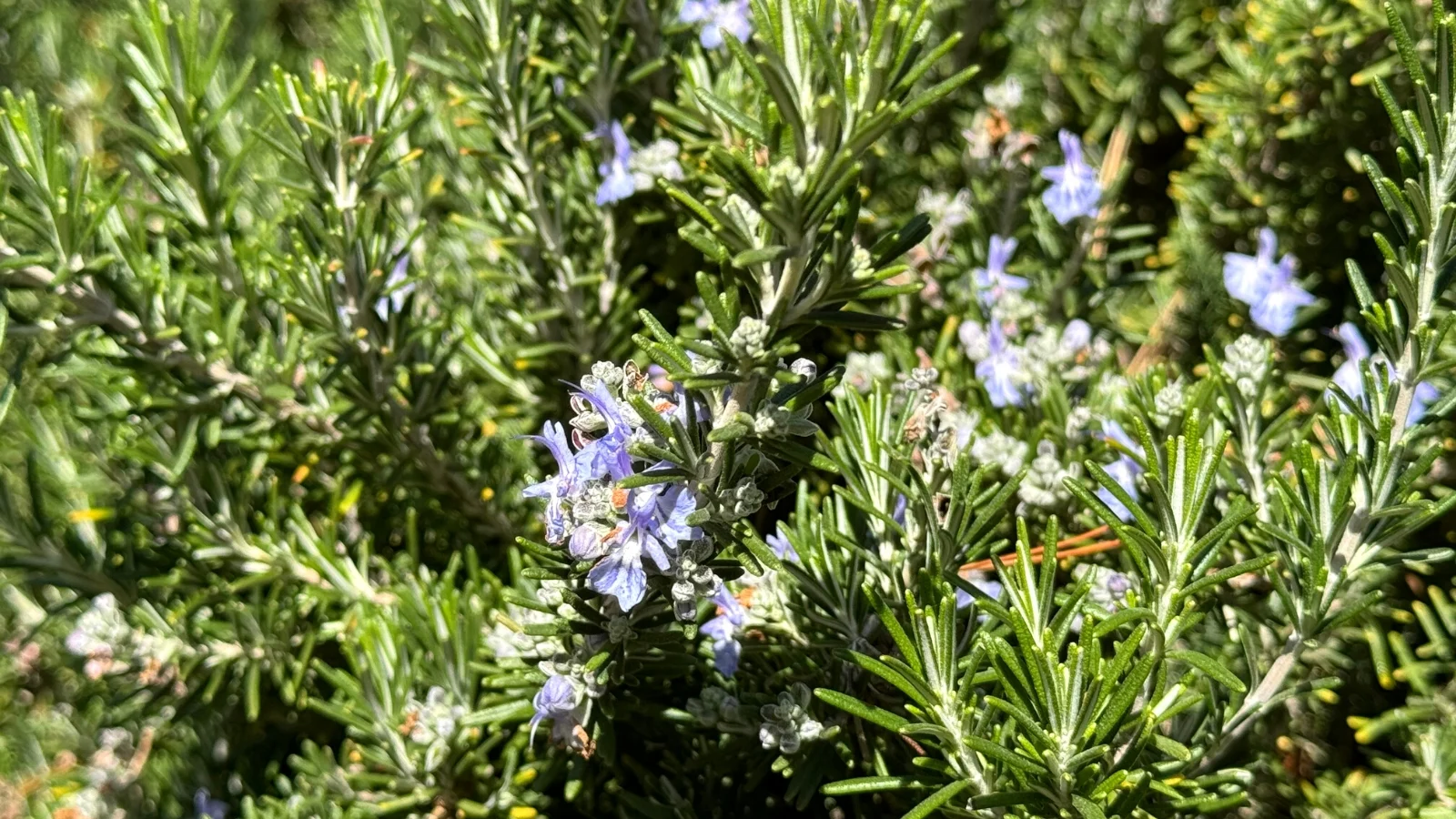Close-up of blooming rosemary in a sunny garden. Rosemary is characterized by its woody stems and needle-like leaves that grow in dense clusters along the branches. The leaves are dark green on top and silver-gray underneath. Rosemary produces small, blue flowers that grow in clusters at the tips of the stems.