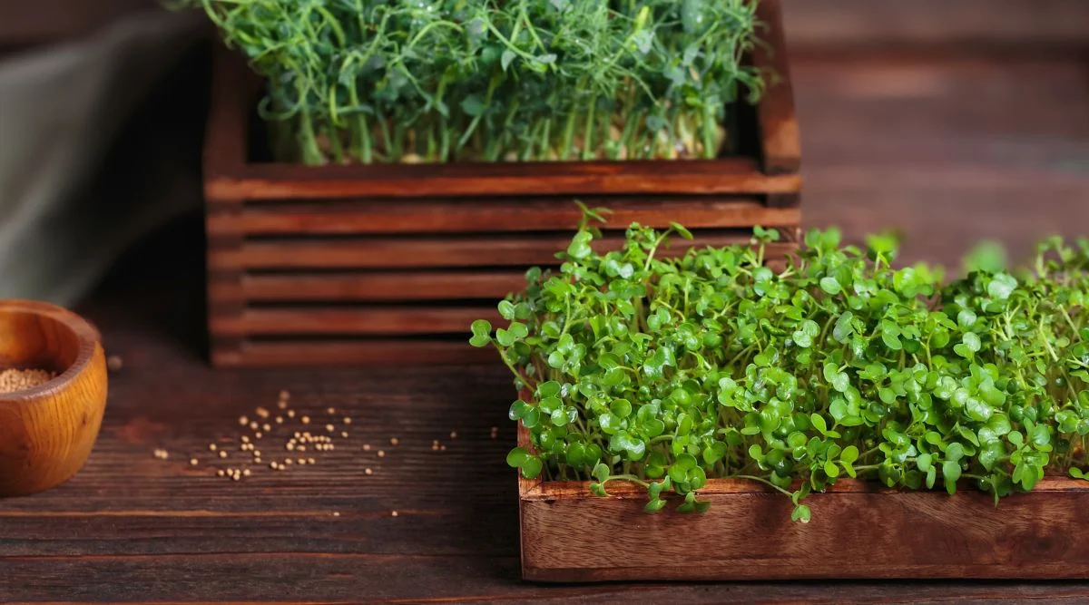 Small intact green plants growing in a shallow wooden tray on a wooden surface with another tray of plants in the background along with a container of seeds