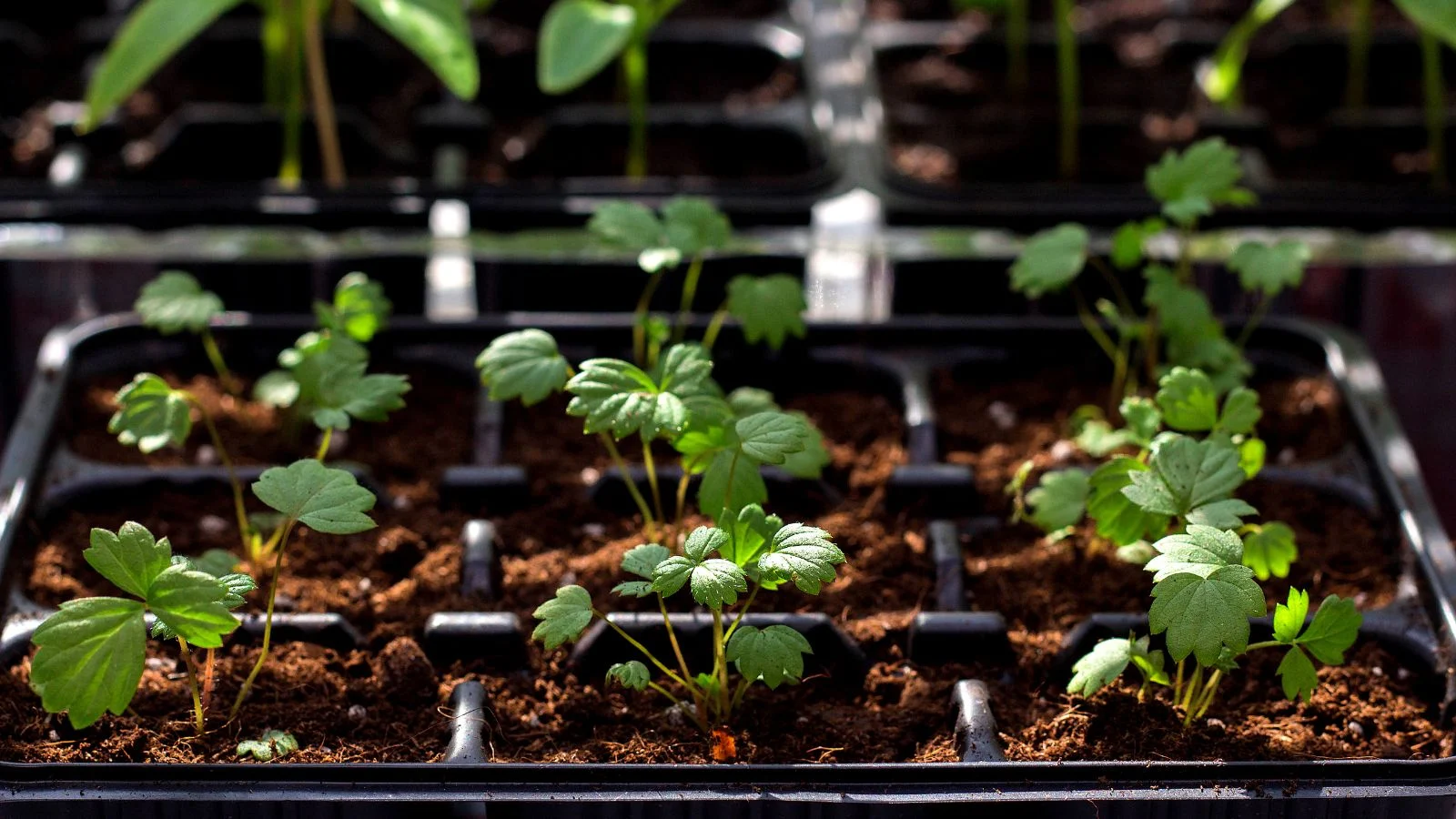 Small young plants sensitive to temperature growing in black tray with dividers placed in indoor area like a greenhouse with other plants