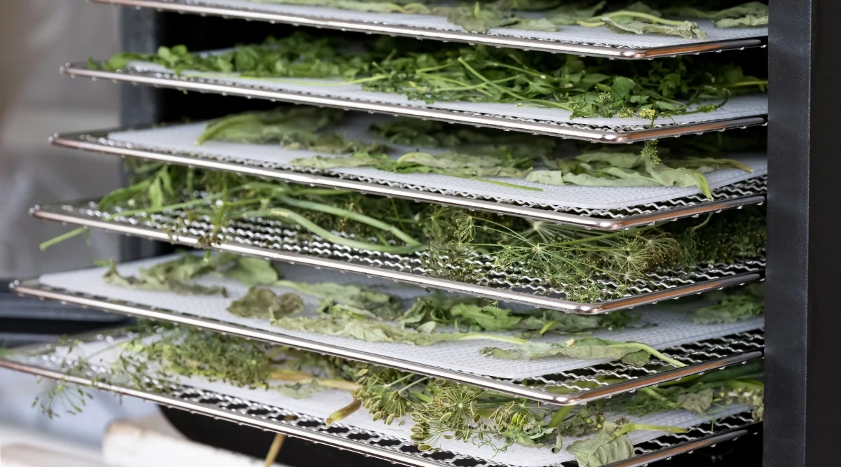A close-up of vibrant green herbs arranged neatly in trays within a microwave. The herbs, carefully positioned for quick drying, showcase their freshness and vivid color, promising a burst of flavor and aroma when added to culinary creations.
