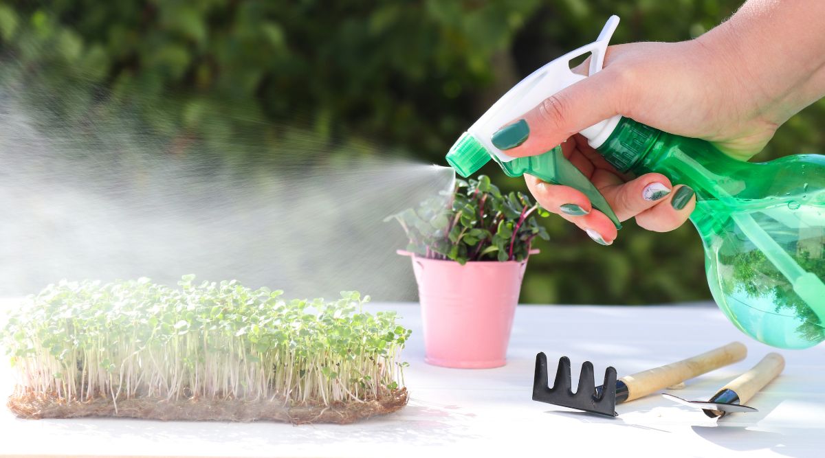 Someone holding a green spray bottle misting sprouts on a white table with gardening tools and a pot with plants nearby