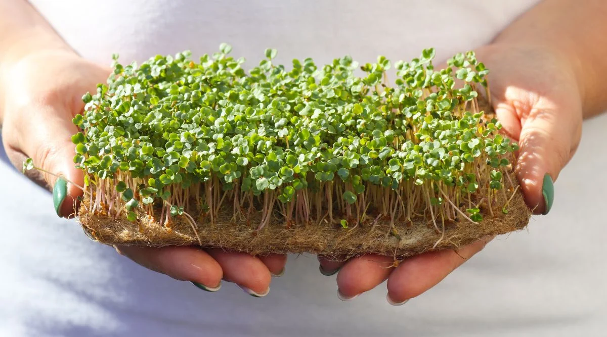 A spread of bright green sprouts in a someone's hands with nails colored a deep green, receiving direct sunlight