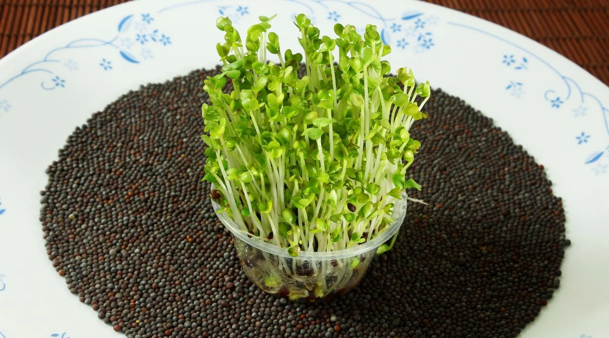 Light green sprouts growing in a small transparent container placed in a white plate with countless dark brown and black mustard seeds