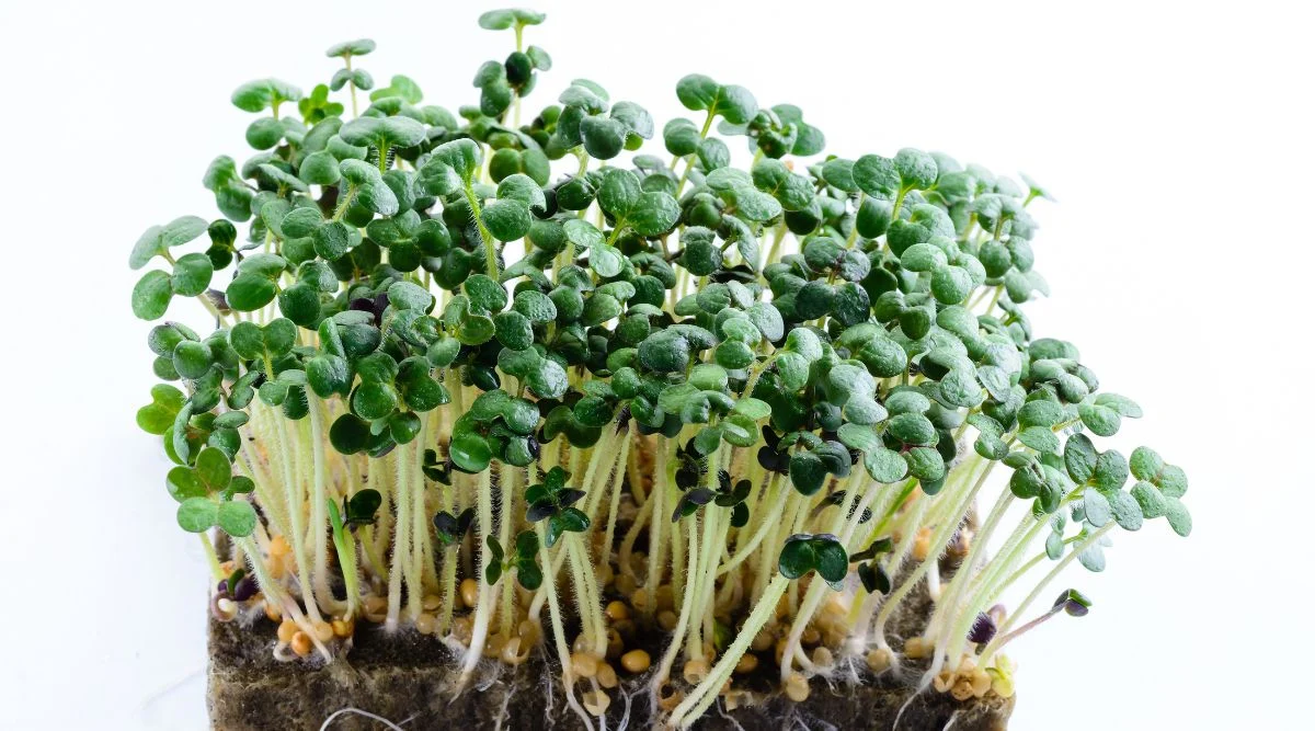 Sprouts growing for a patch of soil with seed casings scatters near the roots, leaves having a deep green colored hue with light green stems
