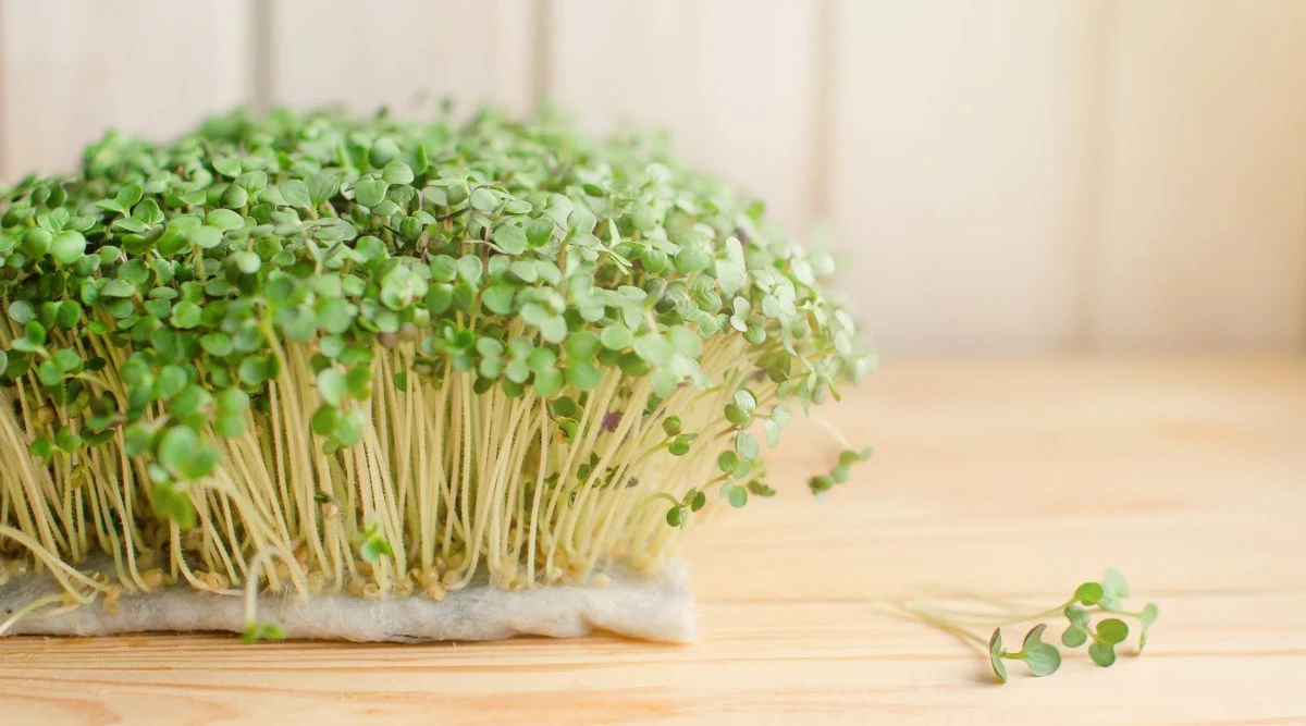 Bright green sprouts in a warmly lit room with light green stems placed on a light brown surface with stray sprouts nearby