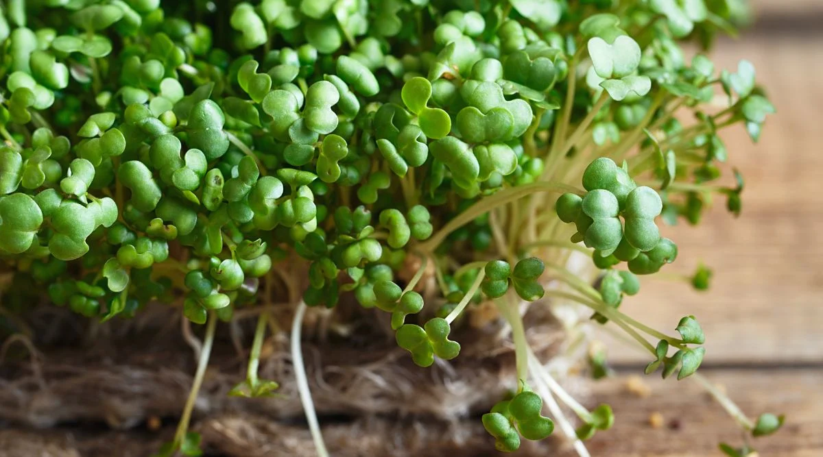 Bright green sprouts growing generously overflowing from a woven container placed in wooden table with seeds scattered all over