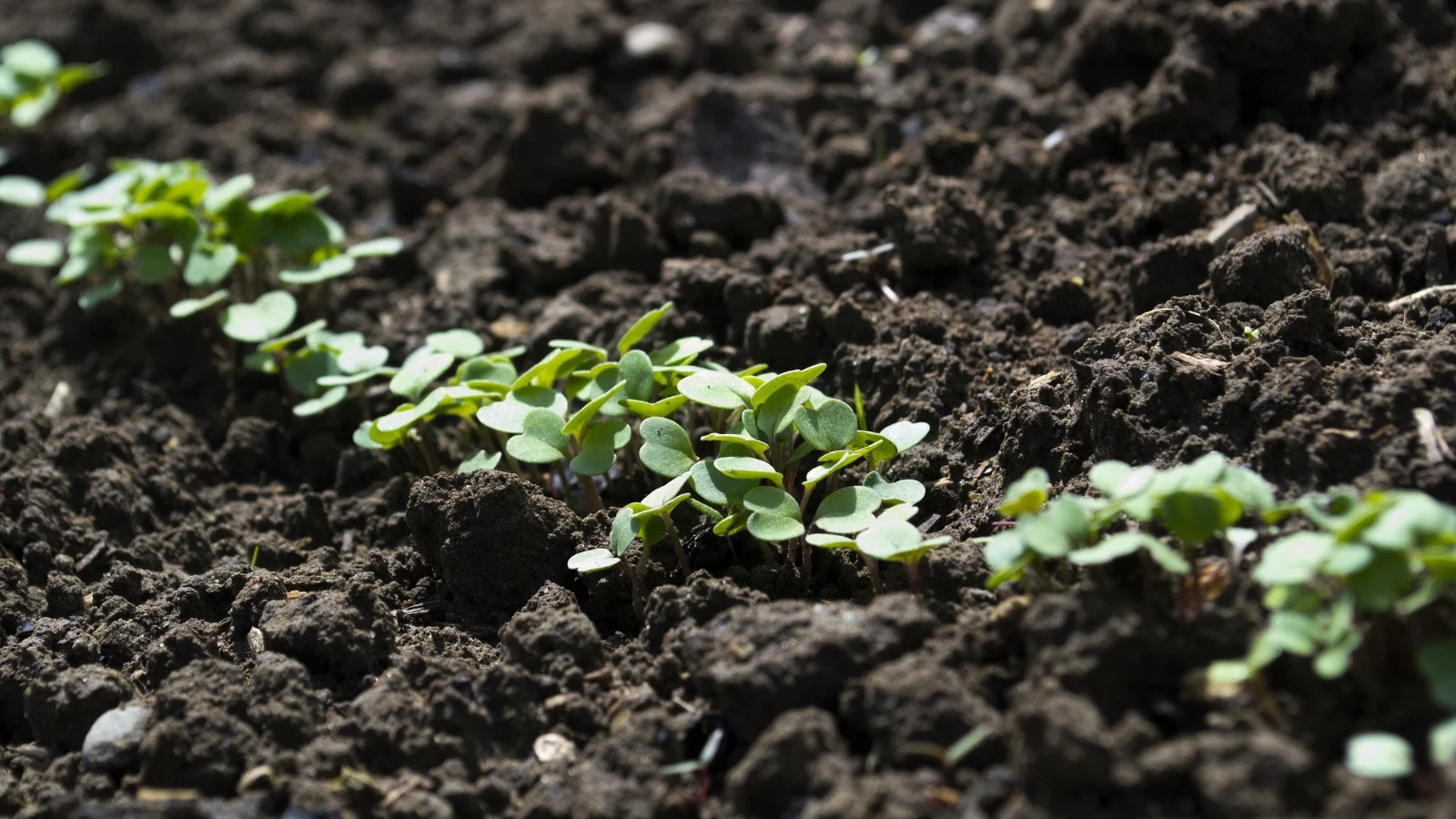 Tiny Eruca sativa sprouts with delicate, vibrant green leaves emerging from the black soil.