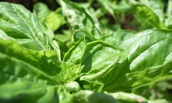Well lit basil
