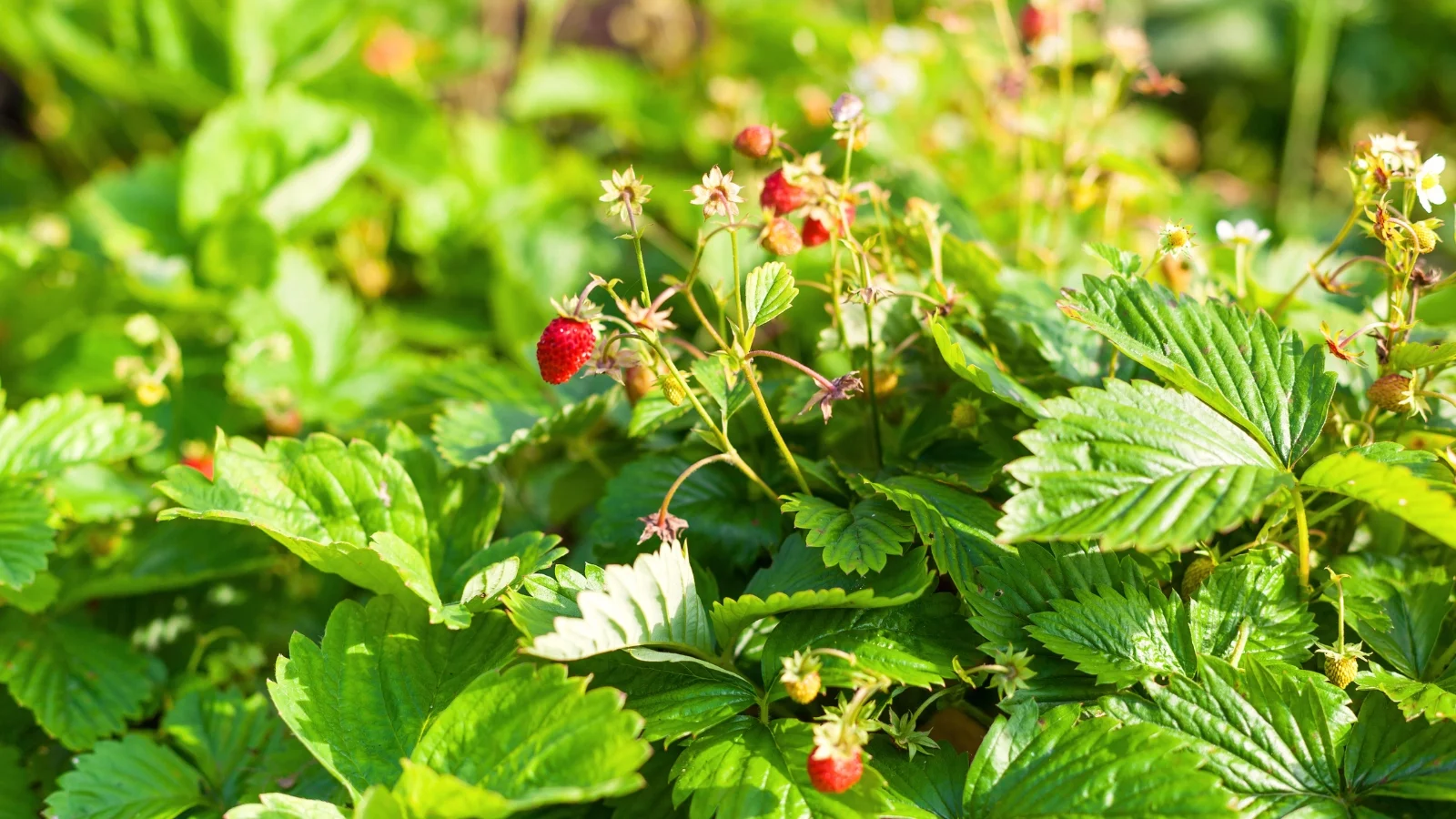 Wild strawberry plants with trifoliate green leaves and delicate white flowers grow along the garden bed, with small red berries ripening among the foliage.